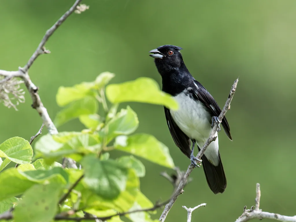 黑白唐纳雀(Conothraupis speculigera)