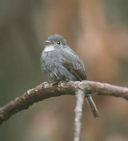 白喉绿霸鹟(Contopus albogularis)