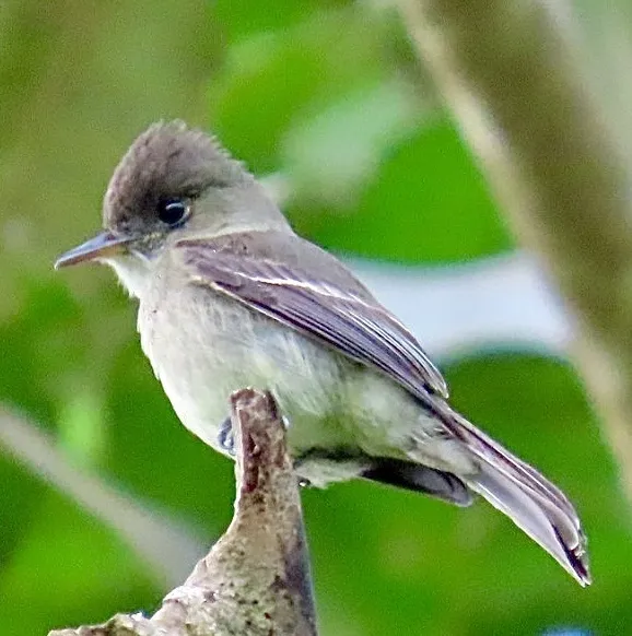 北热带绿霸鹟(Contopus bogotensis)