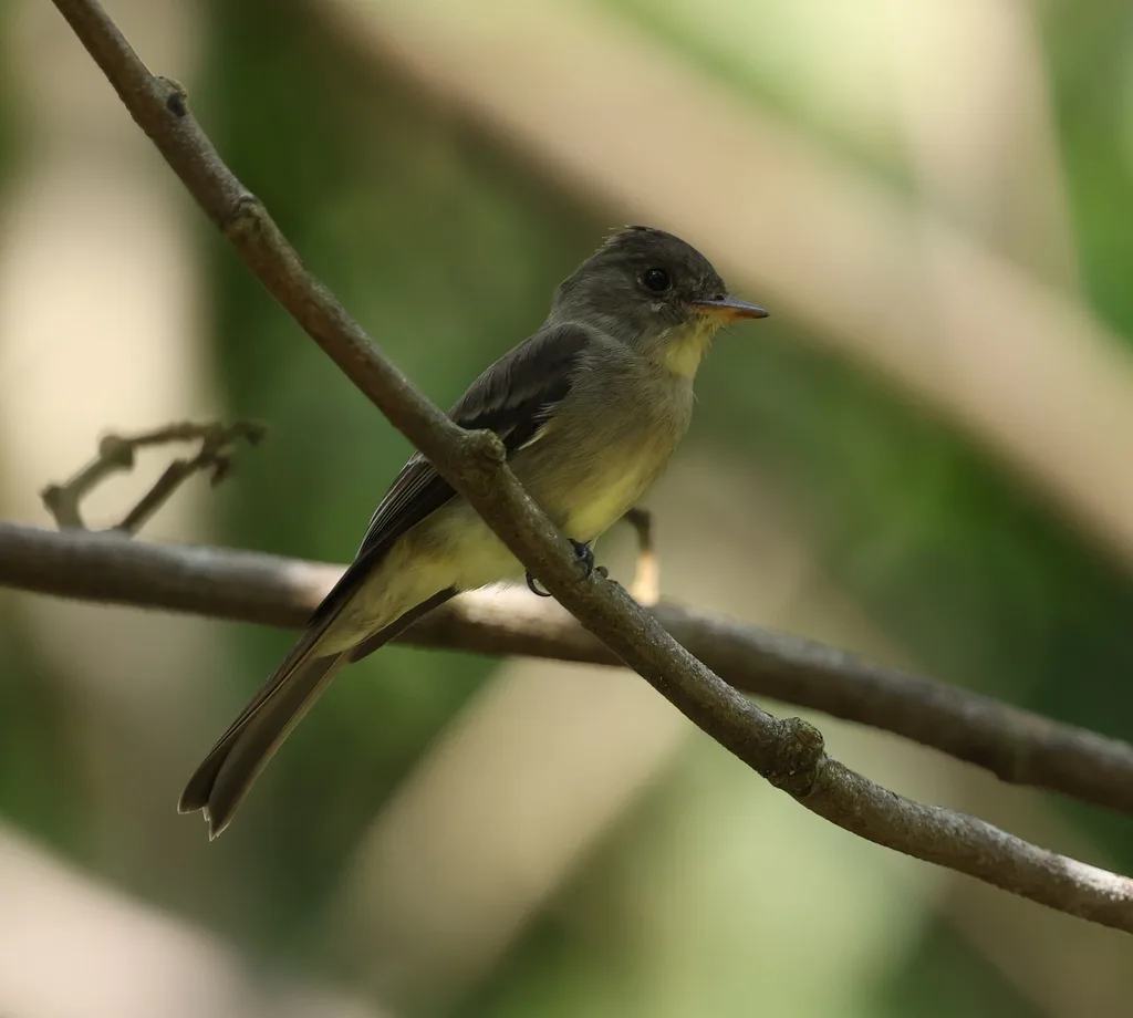 北热带绿霸鹟(Contopus bogotensis)
