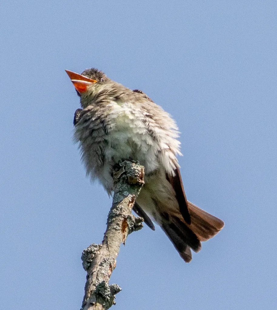 绿胁绿霸鹟(Contopus cooperi)