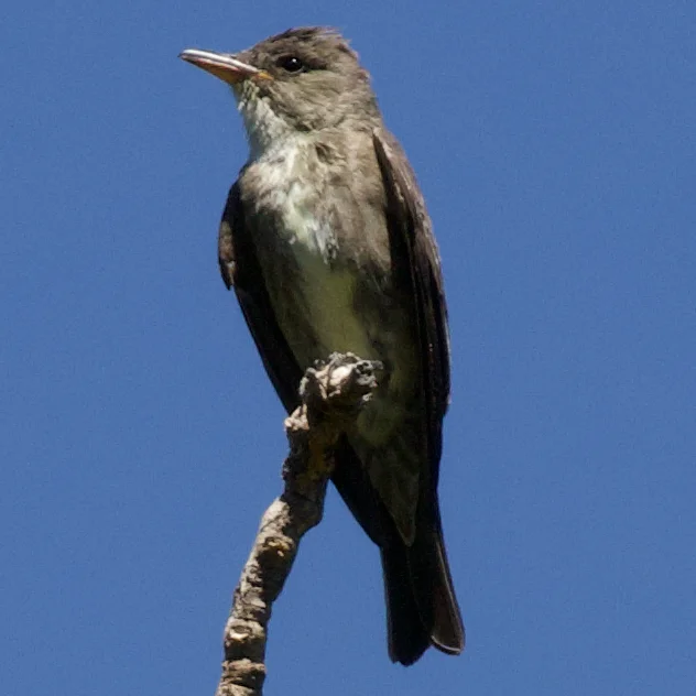 绿胁绿霸鹟(Contopus cooperi)