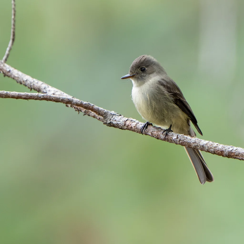 拉美绿霸鹟(Contopus hispaniolensis)