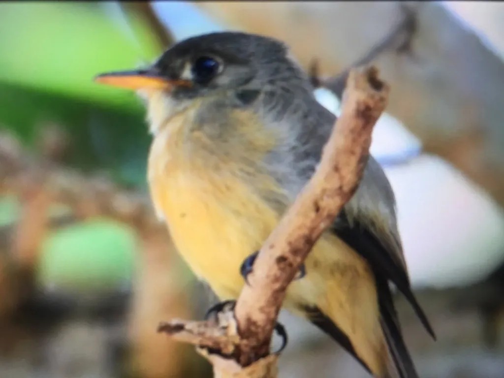 小安岛绿霸鹟（Contopus latirostris）