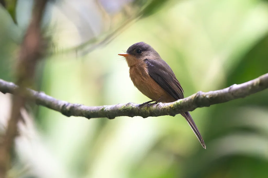 小安岛绿霸鹟（Contopus latirostris）