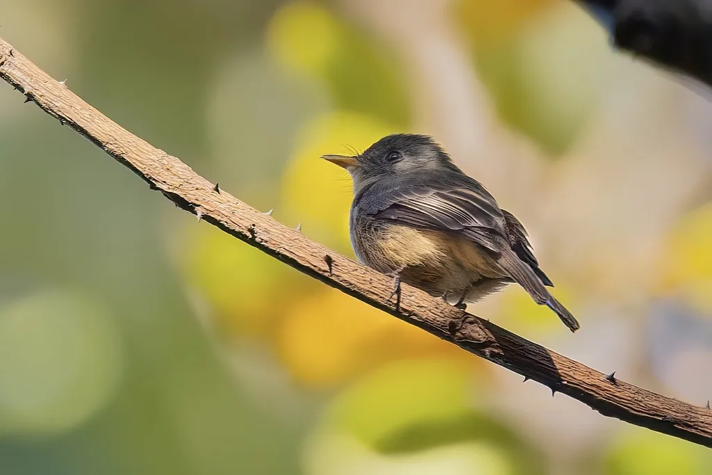 小安岛绿霸鹟（Contopus latirostris）