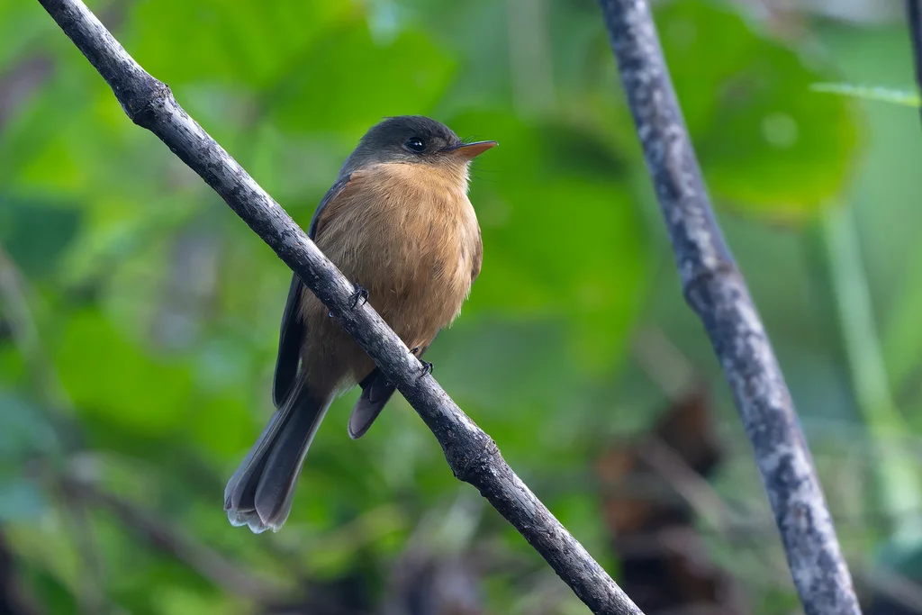 小安岛绿霸鹟（Contopus latirostris）