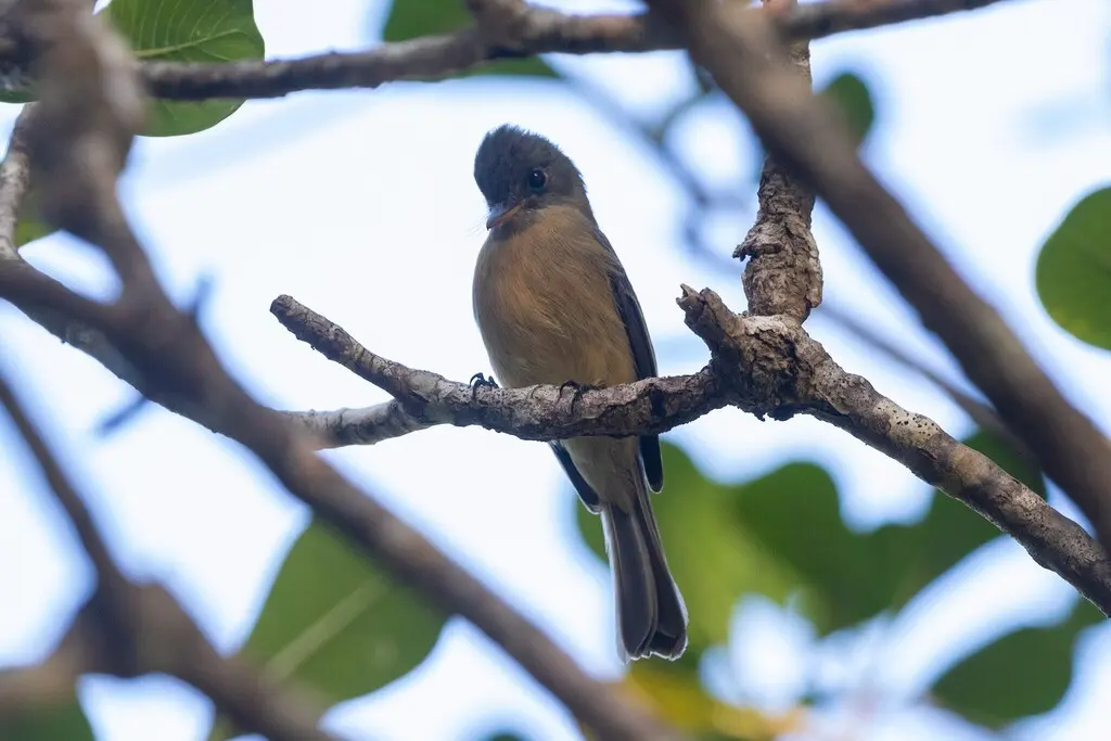 小安岛绿霸鹟（Contopus latirostris）