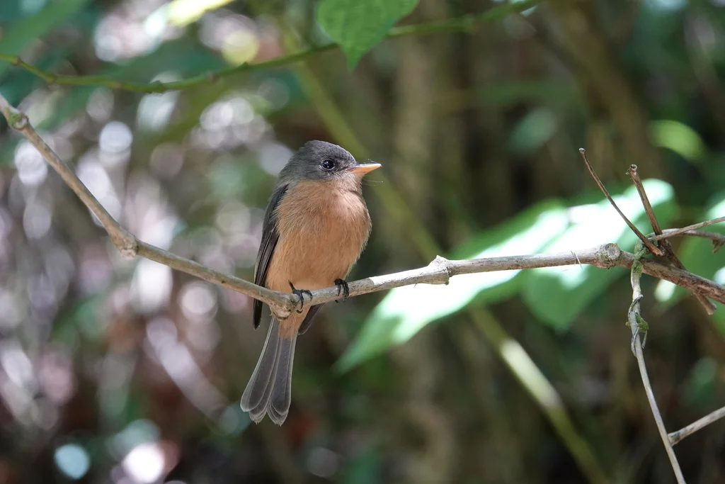 小安岛绿霸鹟(Contopus latirostris)