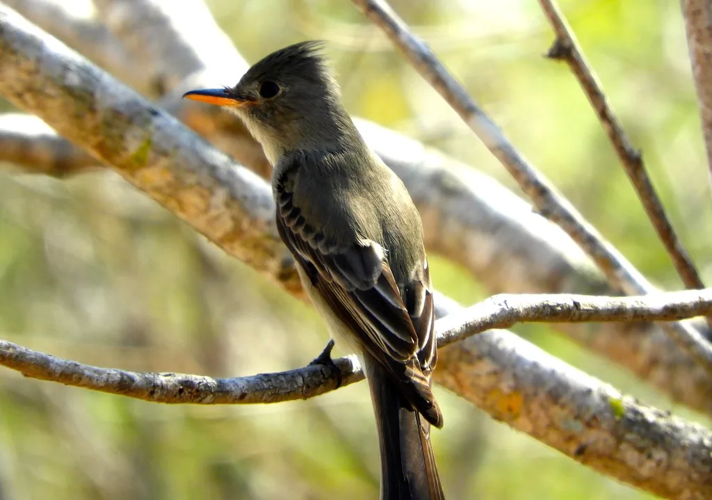 大绿霸鹟(Contopus pertinax)