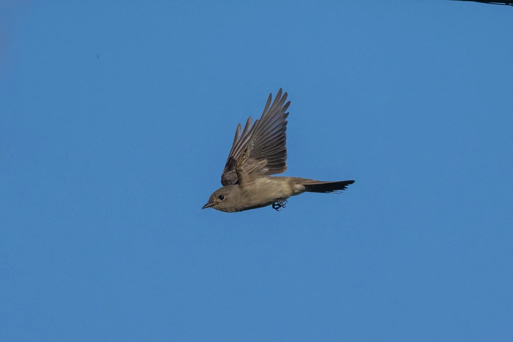 西绿霸鹟(Contopus sordidulus)