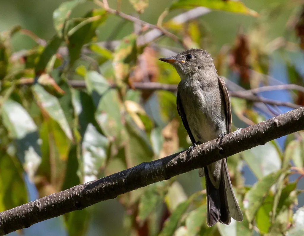 东绿霸鹟(Contopus virens)