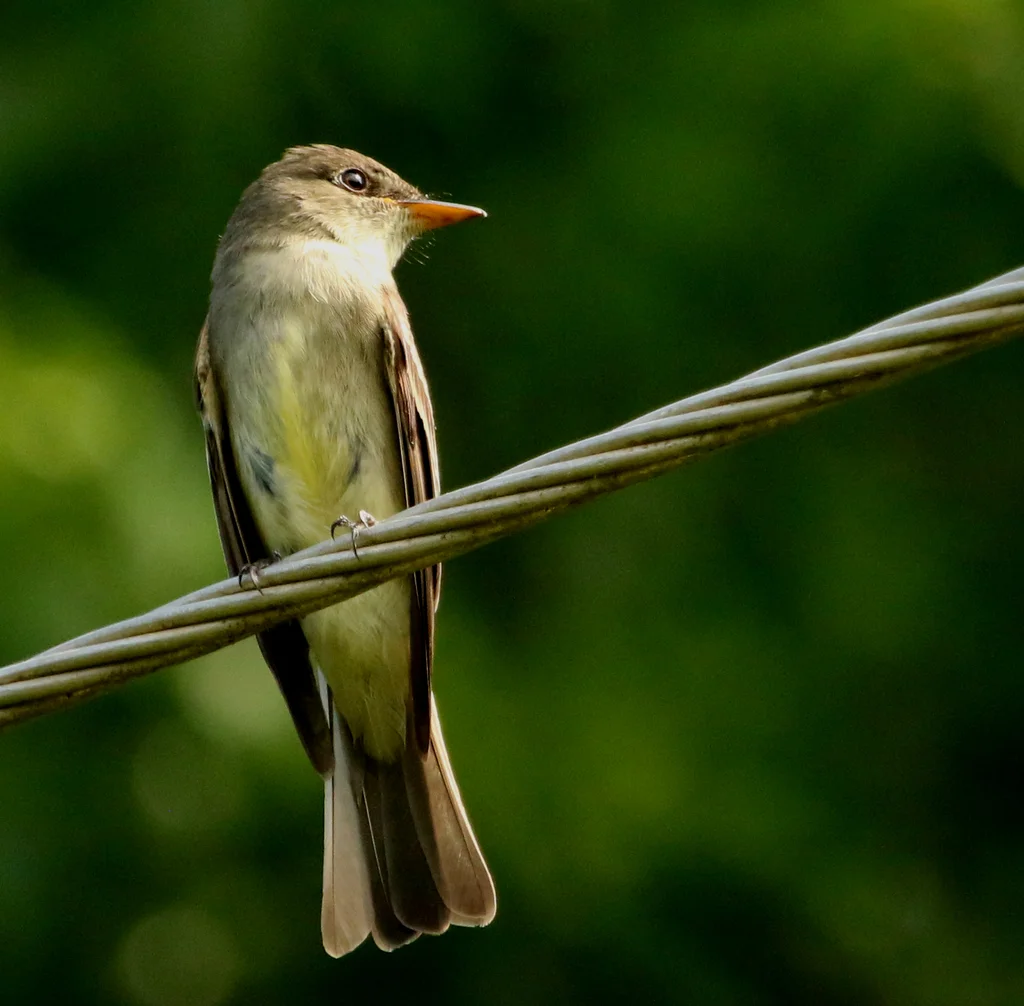 东绿霸鹟(Contopus virens)