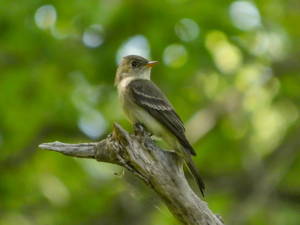 东绿霸鹟(Contopus virens)