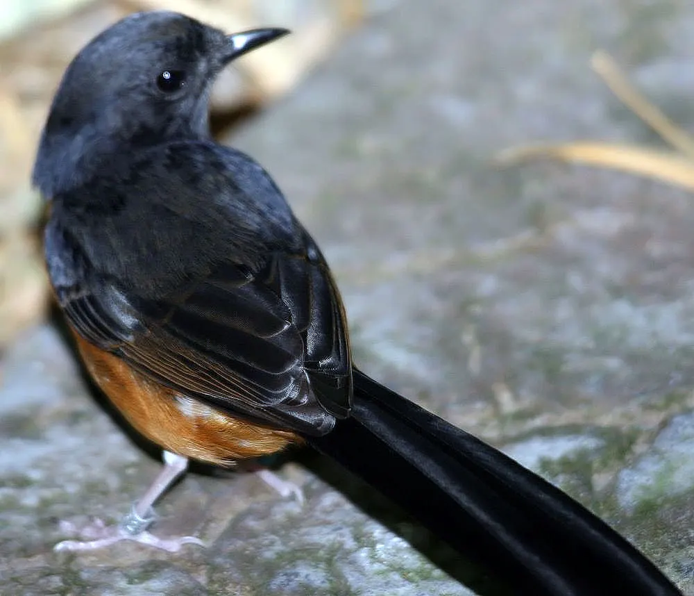 安达曼鹊鸲(Copsychus albiventris)