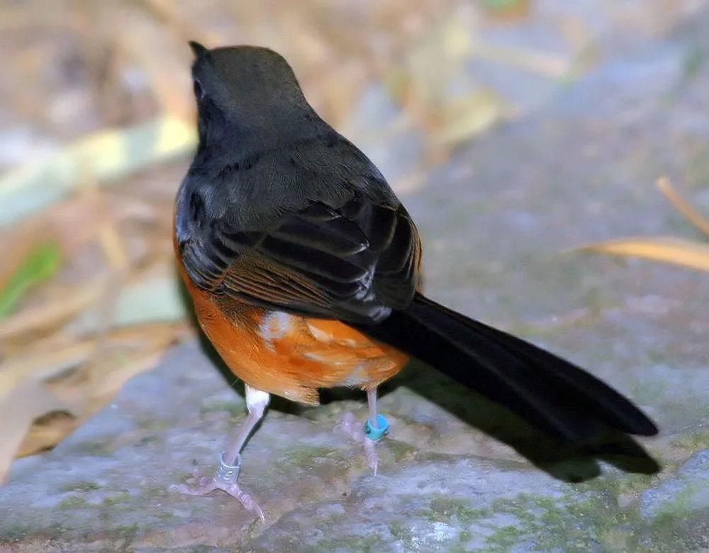 安达曼鹊鸲(Copsychus albiventris)