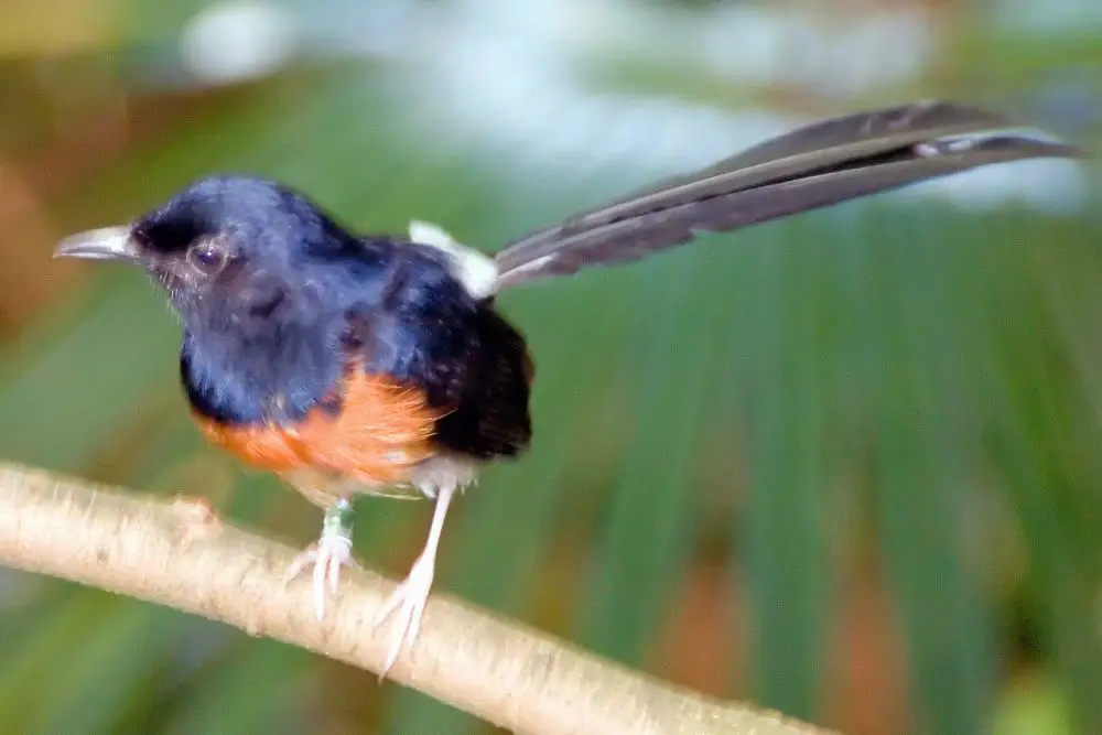 安达曼鹊鸲(Copsychus albiventris)