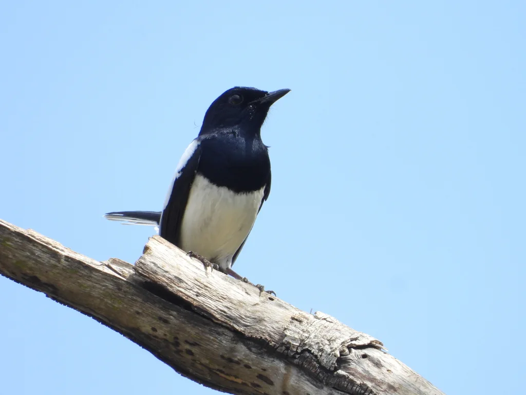 马岛鹊鸲(Copsychus albospecularis)
