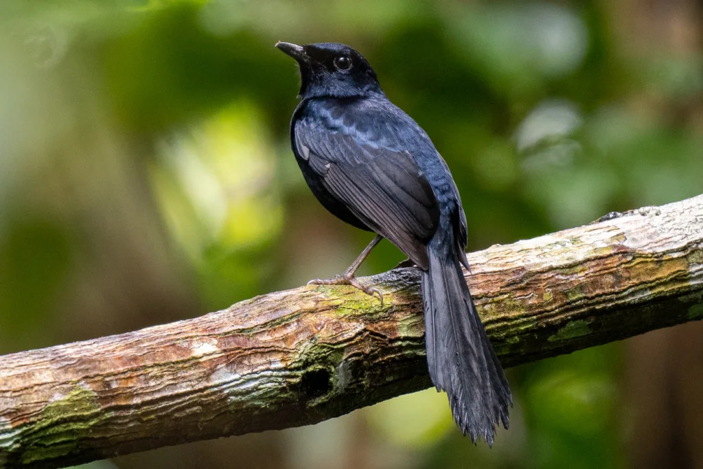 黑鹊鸲(Copsychus cebuensis)