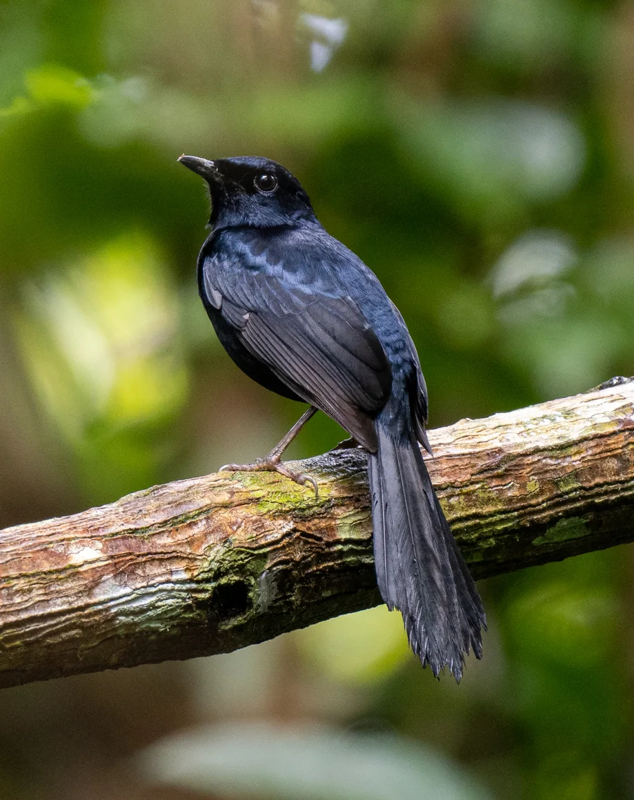 黑鹊鸲(Copsychus cebuensis)