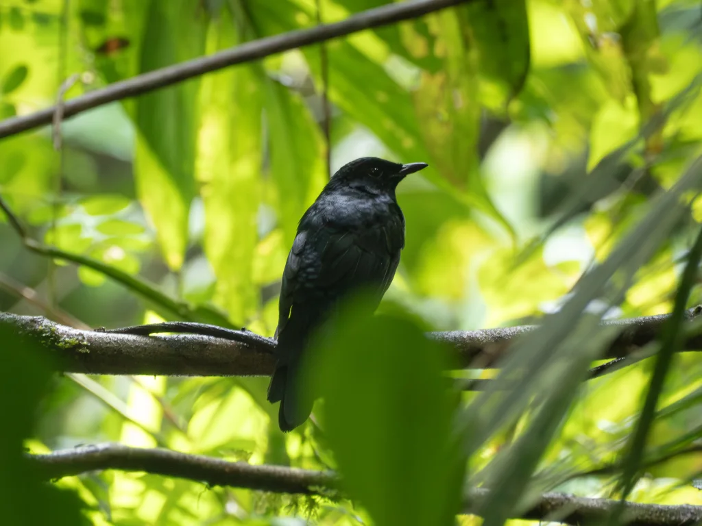 黑鹊鸲(Copsychus cebuensis)