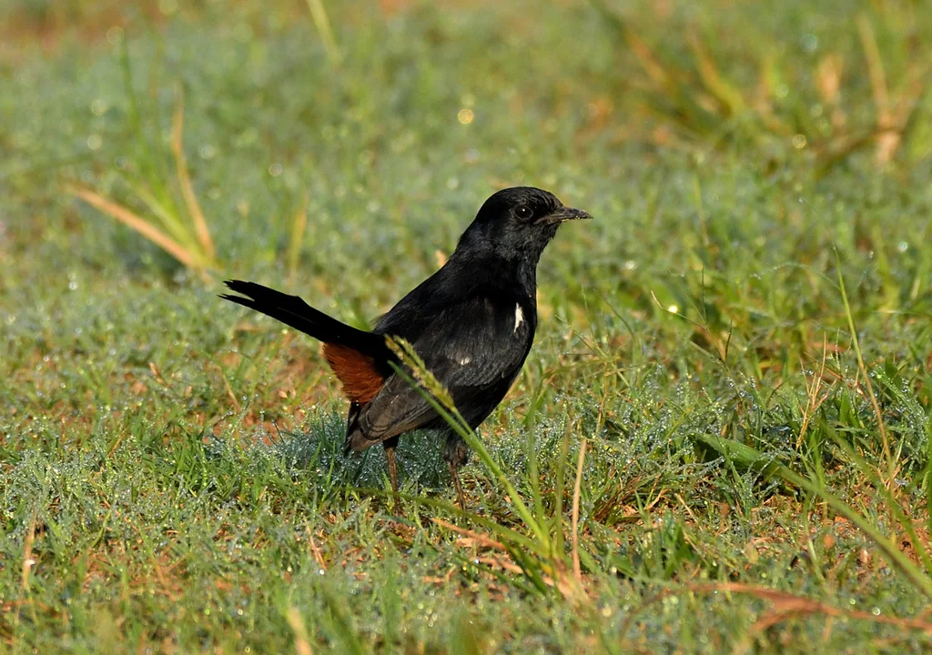 印度鸲(Copsychus fulicatus)