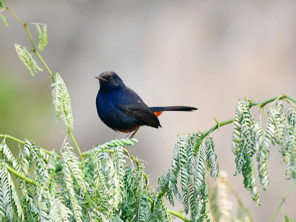 印度鸲(Copsychus fulicatus)