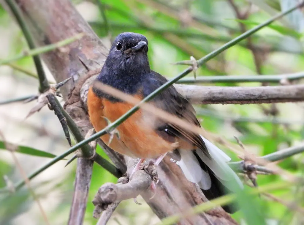 白腰鹊鸲(Copsychus malabaricus)