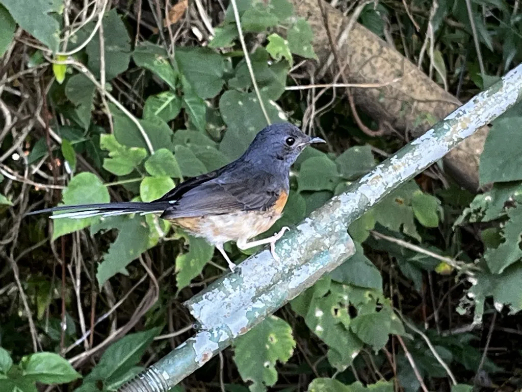 白腰鹊鸲(Copsychus malabaricus)