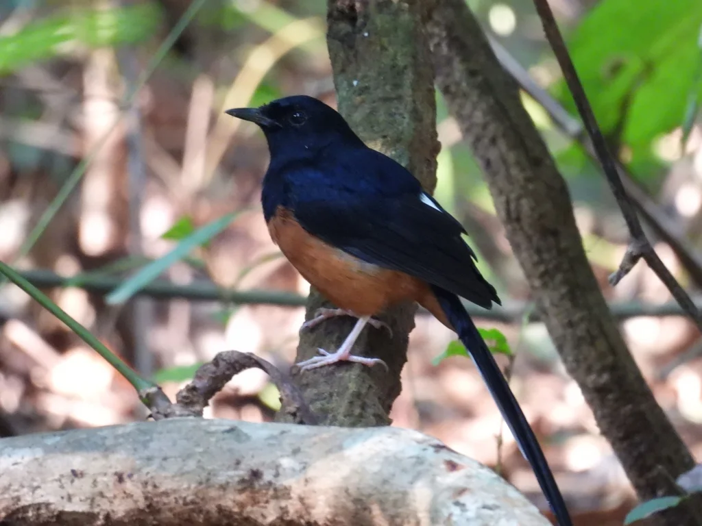 白腰鹊鸲(Copsychus malabaricus)
