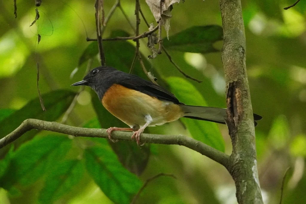 白腰鹊鸲(Copsychus malabaricus)