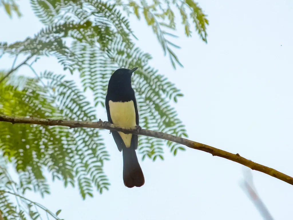 菲律宾鹊鸲(Copsychus mindanensis)
