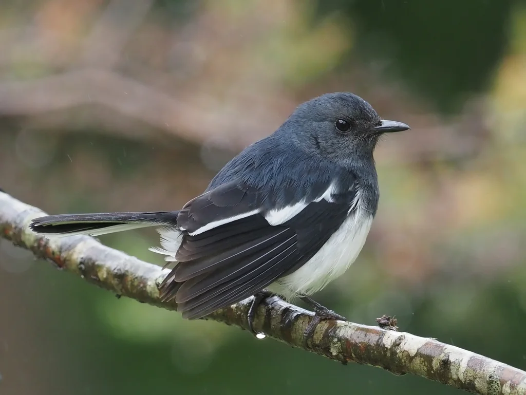 鹊鸲(Copsychus saularis)