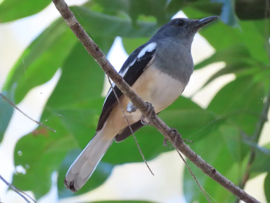 鹊鸲(Copsychus saularis)