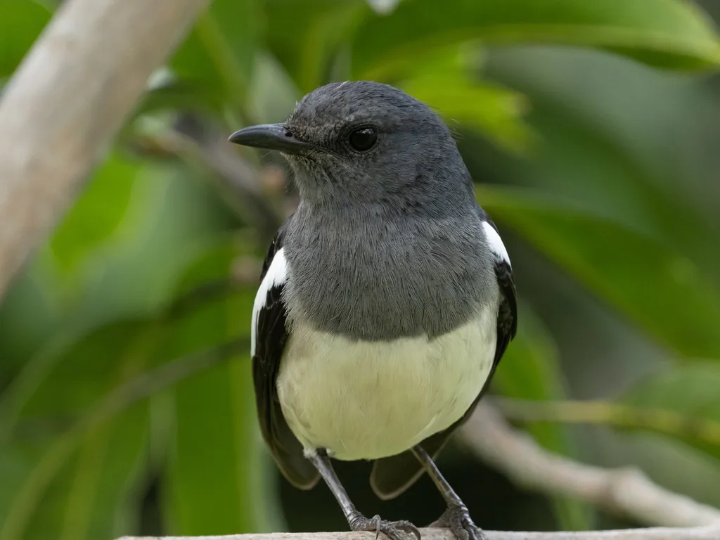 鹊鸲(Copsychus saularis)