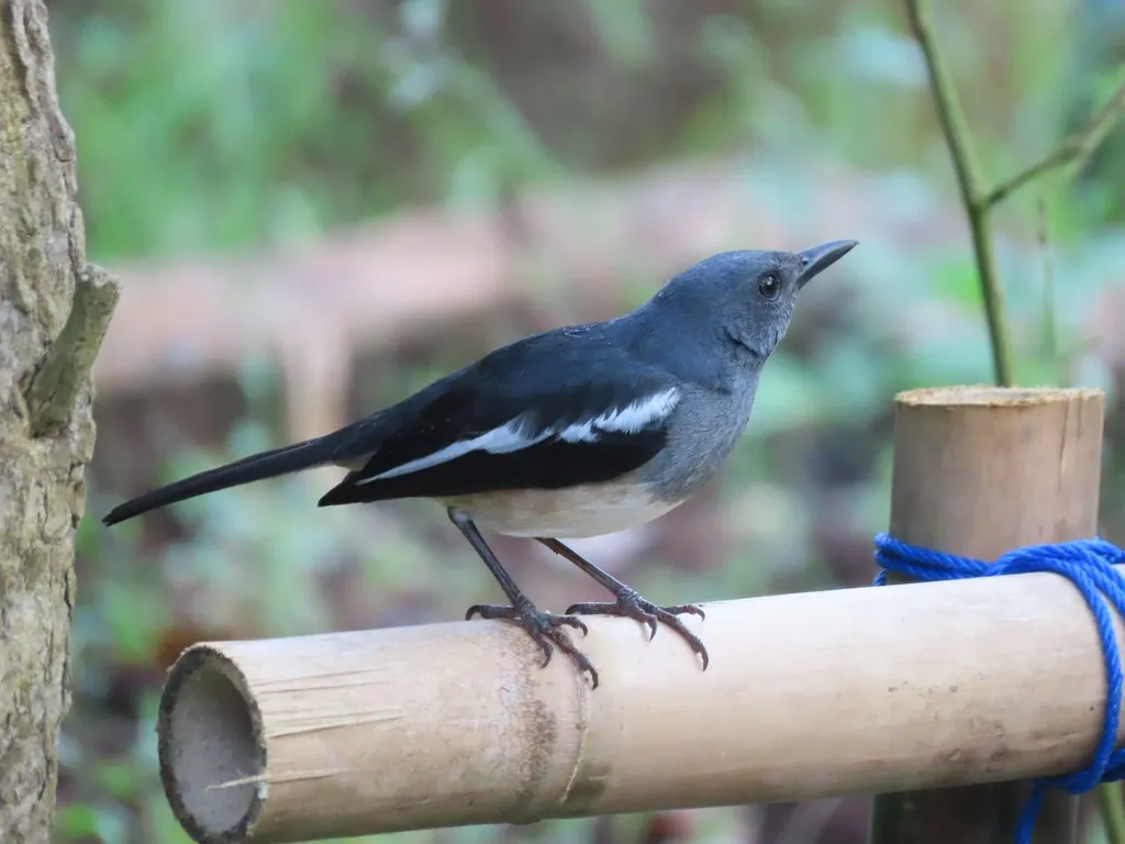鹊鸲(Copsychus saularis)