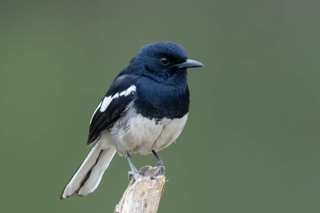 鹊鸲(Copsychus saularis)