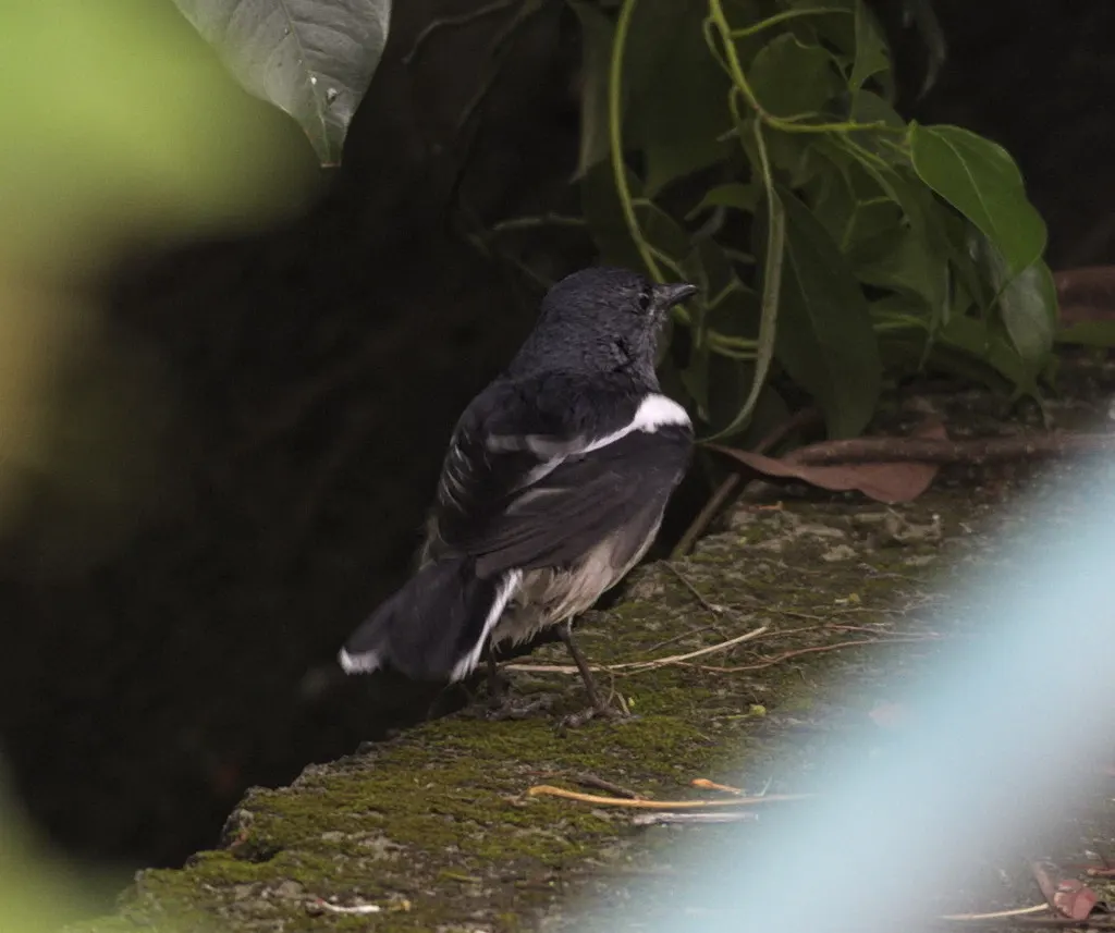 鹊鸲(Copsychus saularis)