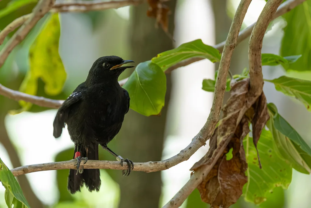 塞舌尔鹊鸲(Copsychus sechellarum)