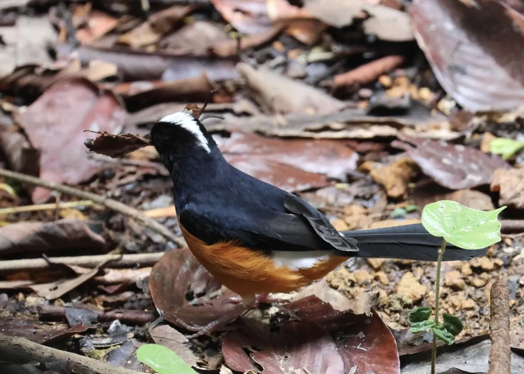 白顶鹊鸲(Copsychus stricklandii)