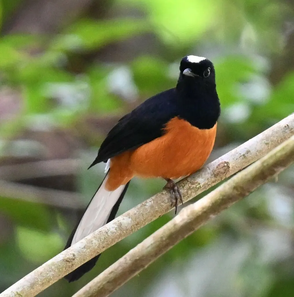 白顶鹊鸲(Copsychus stricklandii)