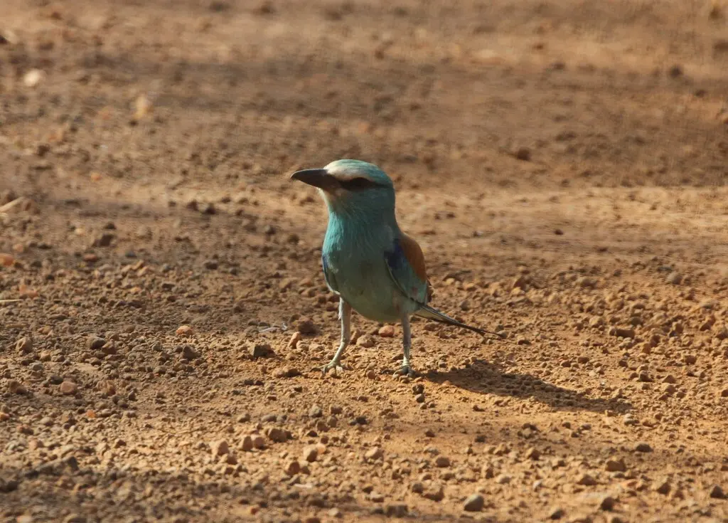 蓝头佛法僧(Coracias abyssinicus)
