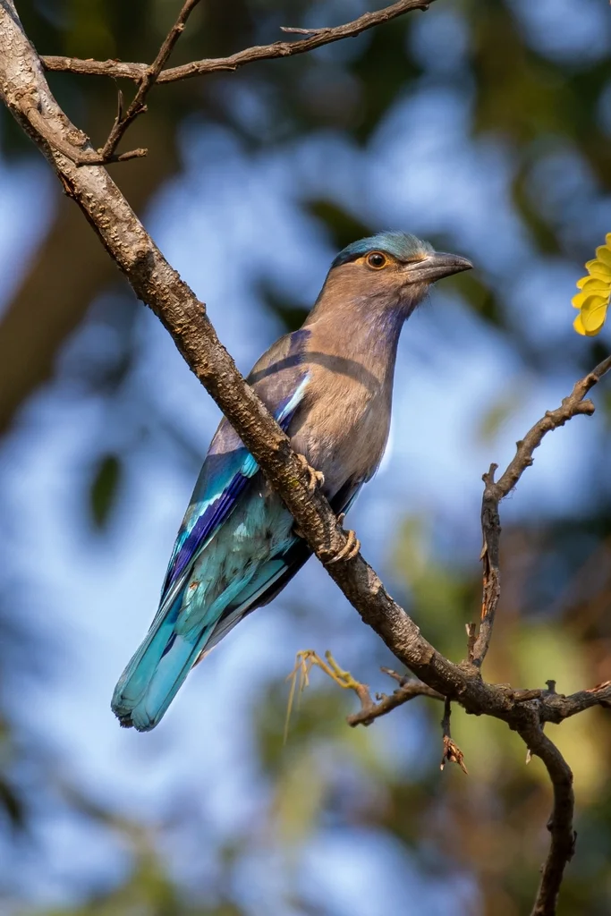 棕胸佛法僧（Coracias affinis）