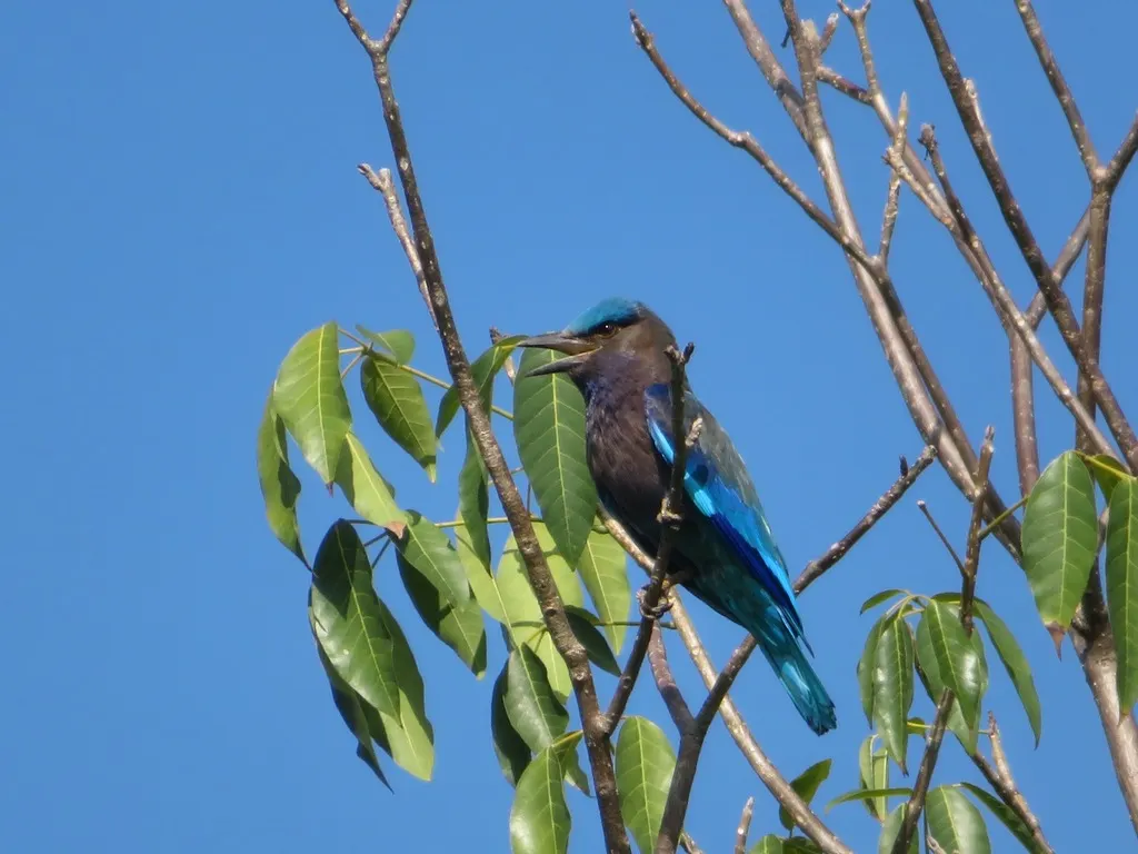 棕胸佛法僧（Coracias affinis）