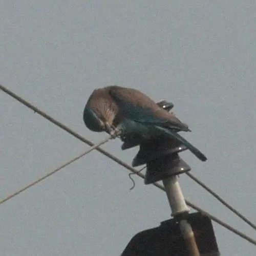 西棕胸佛法僧（Coracias benghalensis）