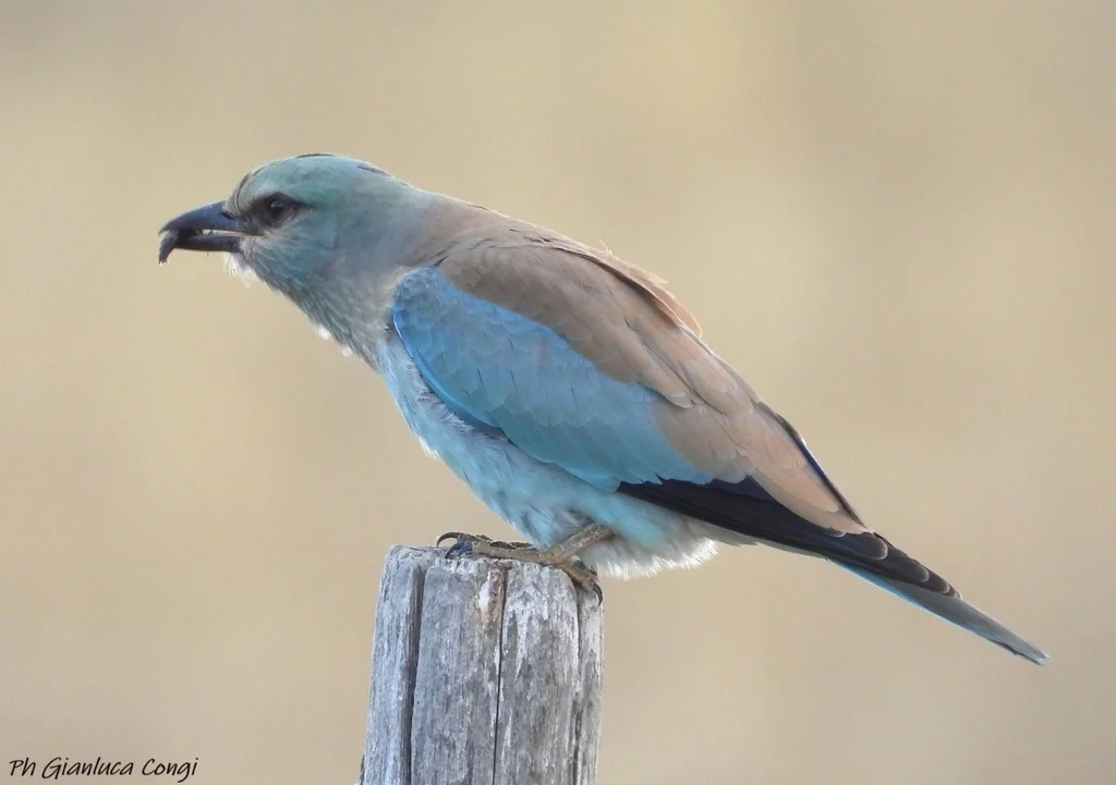 蓝胸佛法僧(Coracias garrulus)