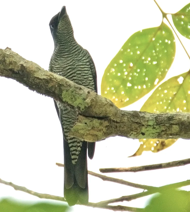 安达曼鹃鵙(Coracina dobsoni)