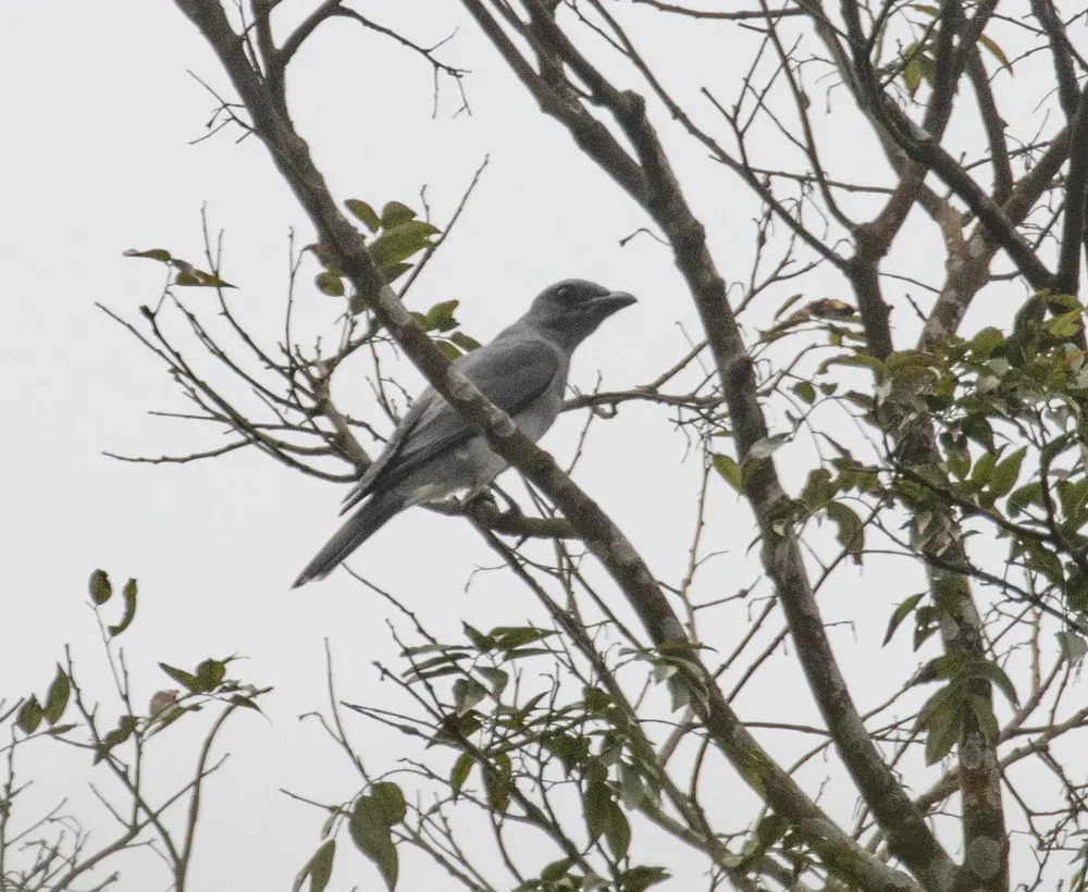 大鹃鵙(Coracina javensis)