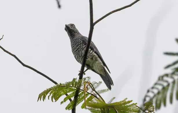 棉兰鹃鵙(Coracina kochii)