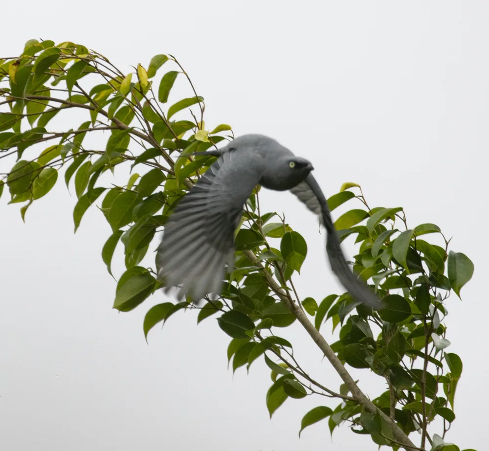 黄眼鹃鵙(Coracina lineata)